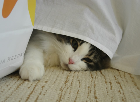 ノルウェージャンフォレストキャット・猫写真14