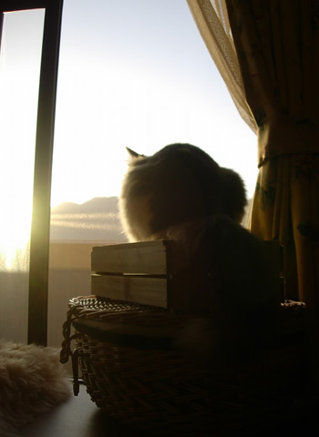 ノルウェージャンフォレストキャット・猫写真16