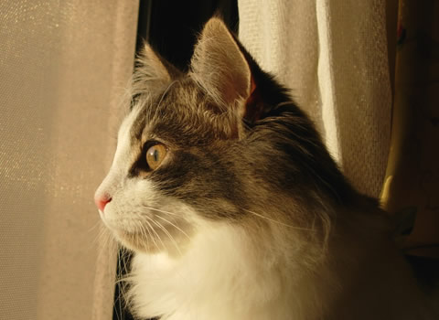 ノルウェージャンフォレストキャット・猫写真17