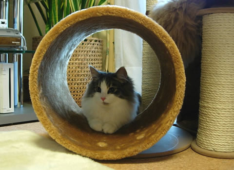 ノルウェージャンフォレストキャット･猫写真18