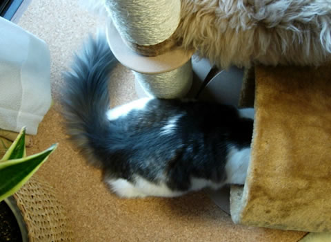 ノルウェージャンフォレストキャット・猫写真19