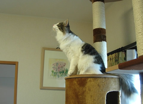 ノルウェージャンフォレストキャット・猫写真20