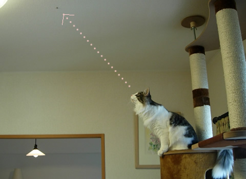 ノルウェージャンフォレストキャット・猫写真22