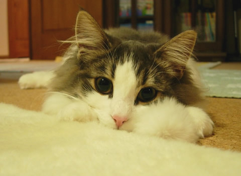 ノルウェージャンフォレストキャット・猫写真23