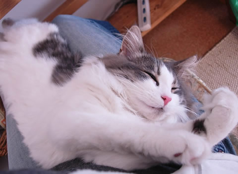 ノルウェージャンフォレストキャット・猫写真26