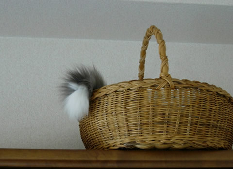 ノルウェージャンフォレストキャット・猫写真27