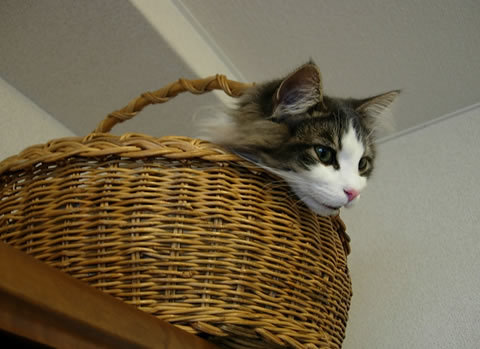 ノルウェージャンフォレストキャット・猫写真28