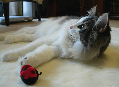 ノルウェージャンフォレストキャット・猫写真30