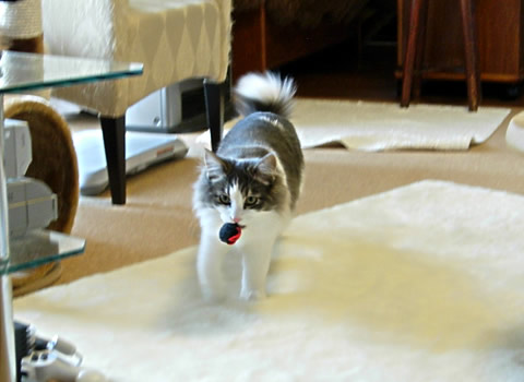 ノルウェージャンフォレストキャット・猫写真31