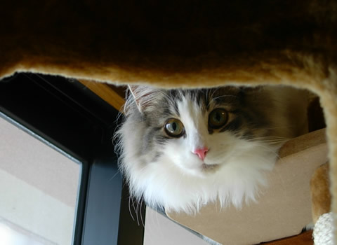 ノルウェージャンフォレストキャット・猫写真32