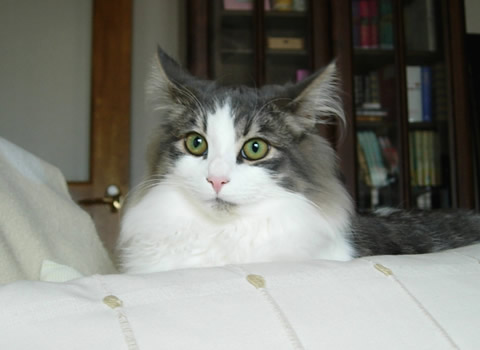 ノルウェージャンフォレストキャット･猫写真33