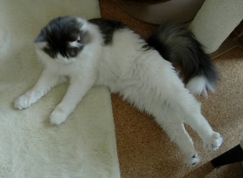 cecilia34 ノルウェージャンフォレストキャット・猫写真34