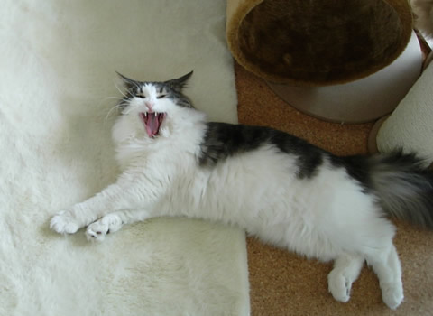 cecilia35 ノルウェージャンフォレストキャット・猫写真35