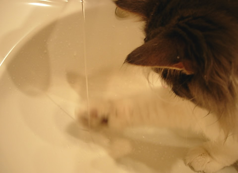 ノルウェージャンフォレストキャット・猫写真37