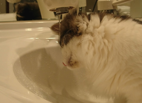 ノルウェージャンフォレストキャット・猫写真38