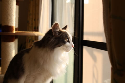 cecilia002 cat photo002