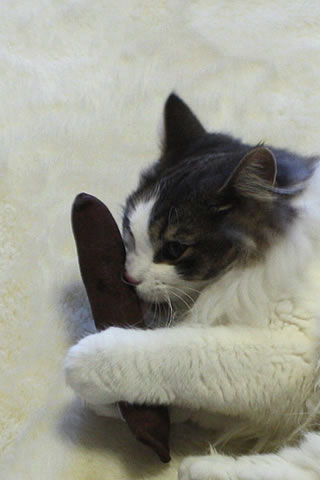 cecilia003 cat photo003