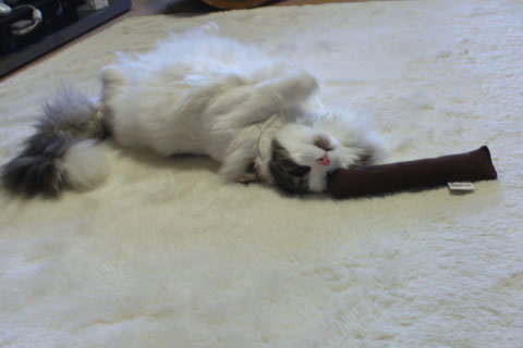 cecilia004 cat photo004