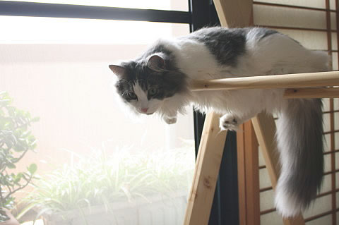 cat photo007