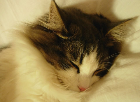 ノルウェージャンフォレストキャット・猫写真39