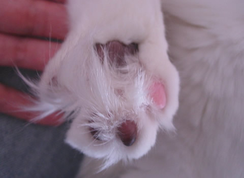 ノルウェージャンフォレストキャット・猫写真40