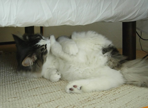 ノルウェージャンフォレストキャット・猫写真41