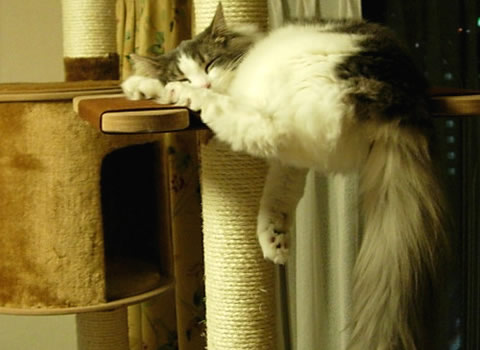 ノルウェージャンフォレストキャット・猫写真44