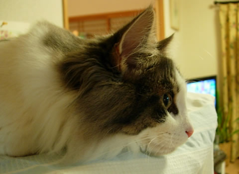 ノルウェージャンフォレストキャット・猫写真45