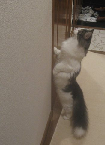 ノルウェージャンフォレストキャット・猫写真46