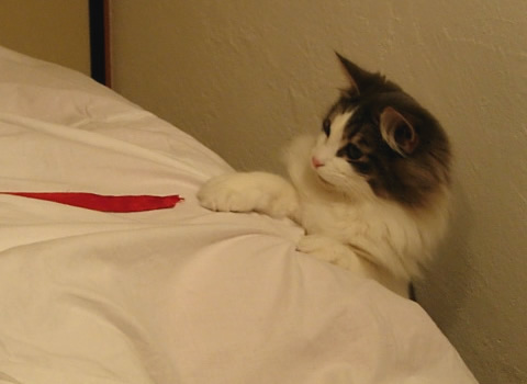 ノルウェージャンフォレストキャット・猫写真47