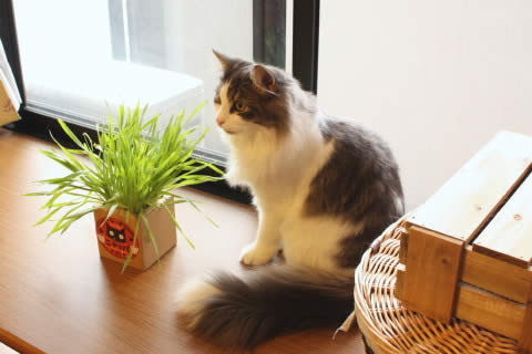 cat photo022