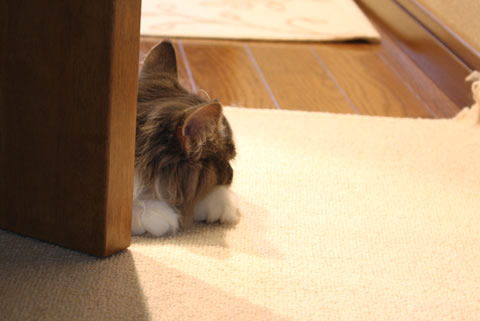 cecilia036 cat photo036