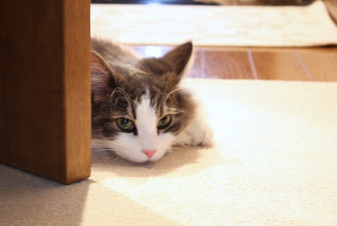 cecilia037 cat photo037