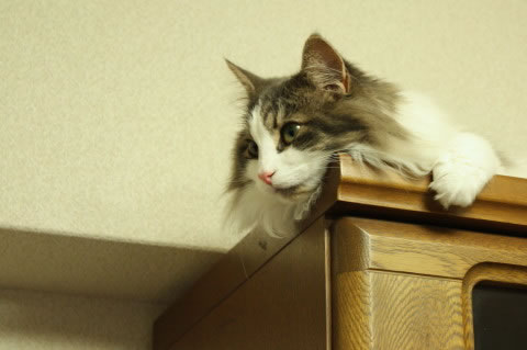 cat photo042