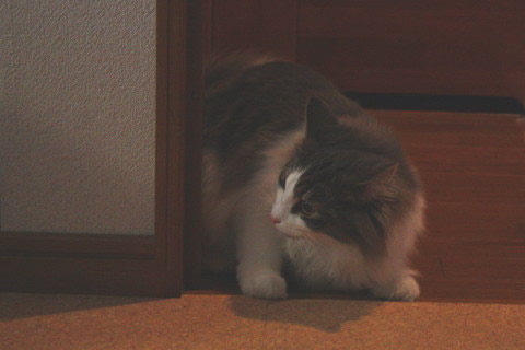 cat photo044