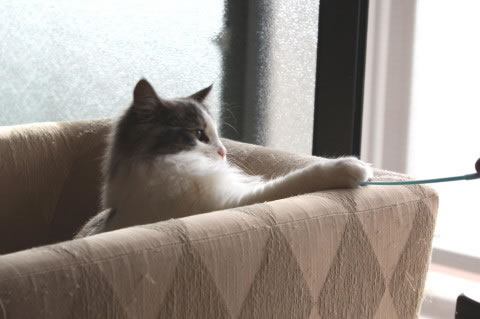 cecilia049 cat photo049