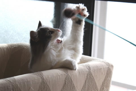 cecilia051 cat photo051