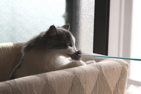 cecilia052 cat photo052