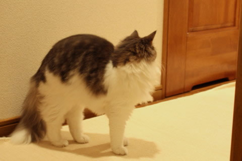cat photo055