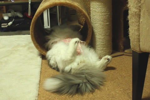 cecilia072 cat photo072