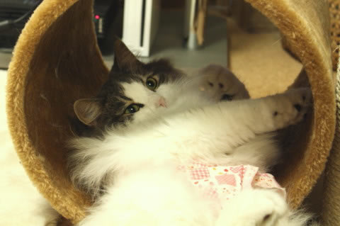 cecilia073 cat photo073