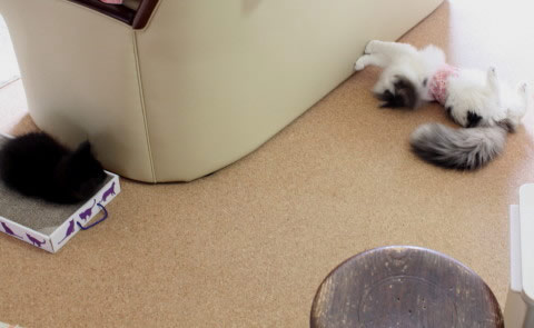 cat0011 cat photo 001