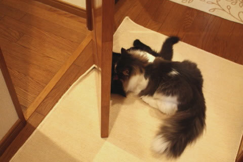 cat photo 010