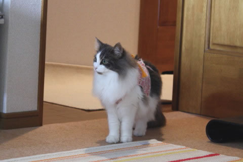 cecilia079 cat photo079