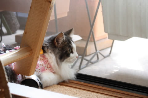 cecilia080 cat photo080