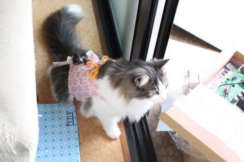 cecilia082 cat photo082