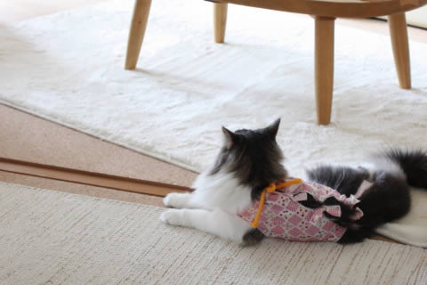 cecilia083 cat photo083