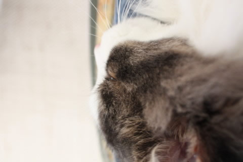 cecilia085 cat photo085