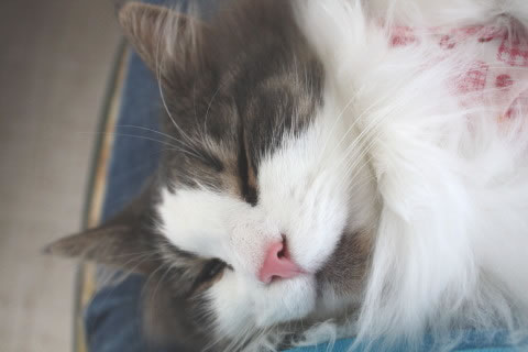 cecilia086 cat photo086