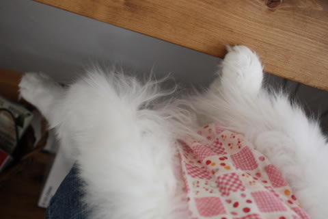 cecilia087 cat photo087